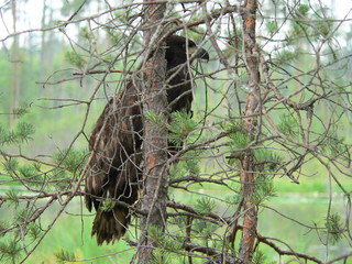 White-tailed eagle (Haliaeetus albicilla) in the North of Belarus
