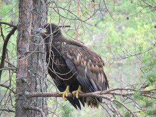 White-tailed eagle (Haliaeetus albicilla) in the North of Belarus