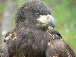 White-tailed eagle (Haliaeetus albicilla) in the North of Belarus