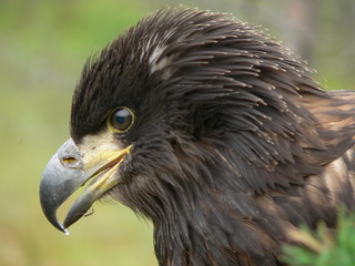 White-tailed eagle (Haliaeetus albicilla) in the North of Belarus