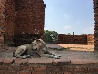 Wild dog in Ayutthaya Historical Park, Thailand