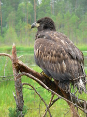 White-tailed eagle (Haliaeetus albicilla) in the North of Belarus