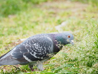 鳩