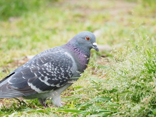 鳩
