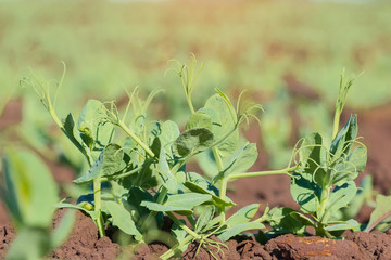 the young shoots of peas / field peas young