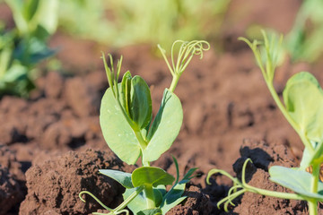 the young shoots of peas / field peas young