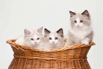 Fototapeta na wymiar Four cute ragdoll kittens in a basket. Studio shot. Solid off white background.
