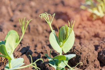 the young shoots of peas / field peas young