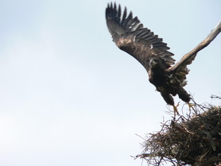 White-tailed eagle (Haliaeetus albicilla) in the North of Belarus