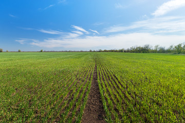 field of young wheat / young wheat sprouts agriculture