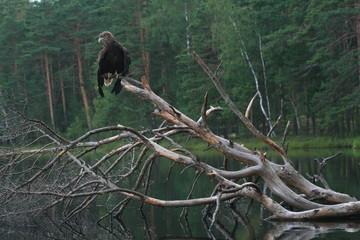 White-tailed eagle (Haliaeetus albicilla) in the North of Belarus