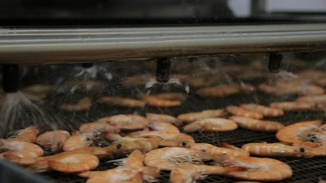 Fresh shrimp factory