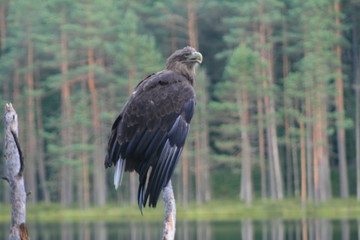 White-tailed eagle (Haliaeetus albicilla) in the North of Belarus