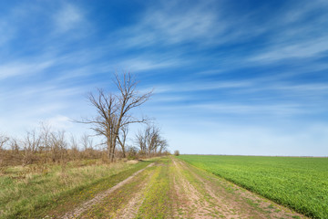Fototapeta na wymiar path along the wheat field / rural landscape agriculture