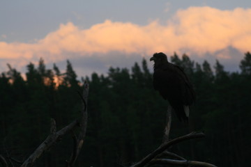 White-tailed eagle (Haliaeetus albicilla) in the North of Belarus