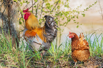 beautiful colored hens on a spring morning