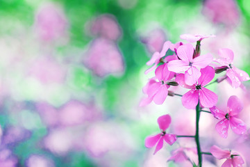 Lovely pink flower on a summer day. Beautiful floral background.