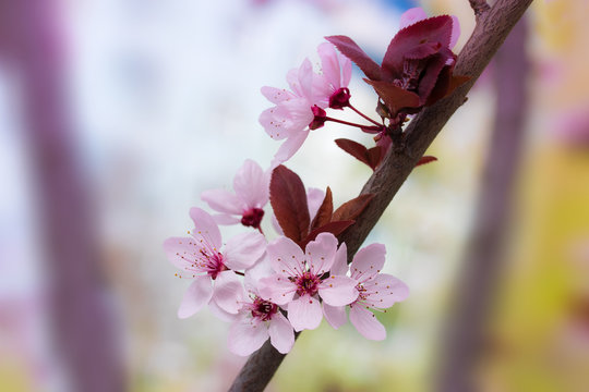 Blooming Fruit Trees / Blooming Gardens Close-up