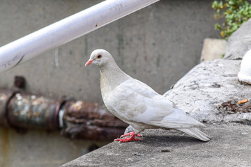 Paloma blanca 