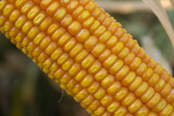 Maize Orange Cob on plant