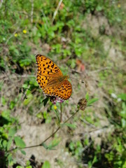 butterfly on a flower