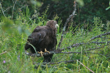 Obraz premium White-tailed eagle (Haliaeetus albicilla) in the North of Belarus