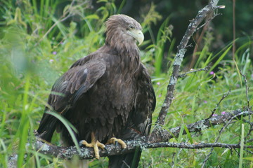 White-tailed eagle (Haliaeetus albicilla) in the North of Belarus
