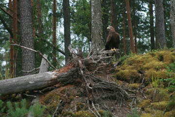 Obraz premium White-tailed eagle (Haliaeetus albicilla) in the North of Belarus