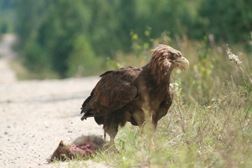 White-tailed eagle (Haliaeetus albicilla) in the North of Belarus