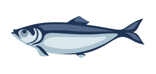 Illustration of herring fish. Pacific sardine.