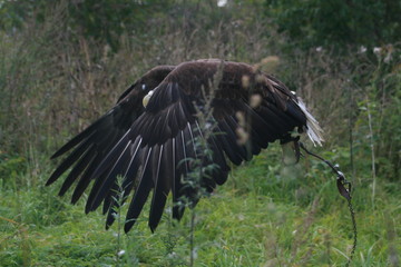 White-tailed eagle (Haliaeetus albicilla) in the North of Belarus