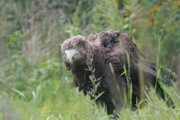 White-tailed eagle (Haliaeetus albicilla) in the North of Belarus