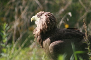 White-tailed eagle (Haliaeetus albicilla) in the North of Belarus