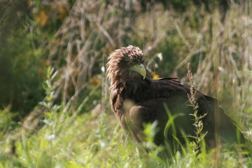 White-tailed eagle (Haliaeetus albicilla) in the North of Belarus