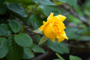 Una rosa es una rosa