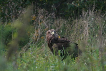 White-tailed eagle (Haliaeetus albicilla) in the North of Belarus