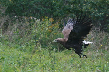 White-tailed eagle (Haliaeetus albicilla) in the North of Belarus