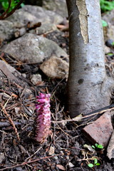 Nice flower in early spring. The first flowers appear in spring season
