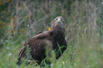 White-tailed eagle (Haliaeetus albicilla) in the North of Belarus