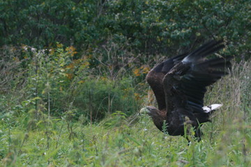 White-tailed eagle (Haliaeetus albicilla) in the North of Belarus
