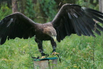 White-tailed eagle (Haliaeetus albicilla) in the North of Belarus