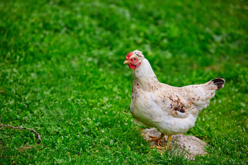 A young white hen laying hen on free maintenance, walking on the green grass in the farmyard. The concept of natural content.
