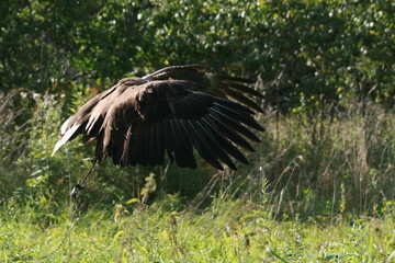 White-tailed eagle (Haliaeetus albicilla) in the North of Belarus