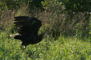 White-tailed eagle (Haliaeetus albicilla) in the North of Belarus
