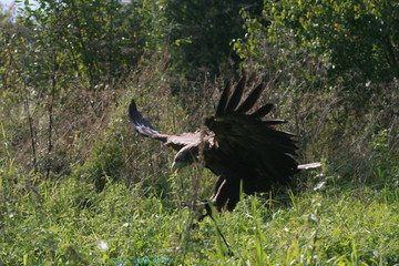 White-tailed eagle (Haliaeetus albicilla) in the North of Belarus