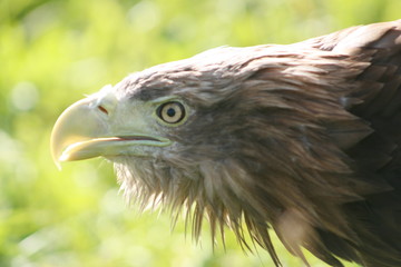 White-tailed eagle (Haliaeetus albicilla) in the North of Belarus