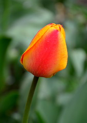 Tulip. Nice flower in early spring. The first flowers appear in spring season