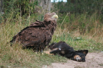 White-tailed eagle (Haliaeetus albicilla) in the North of Belarus