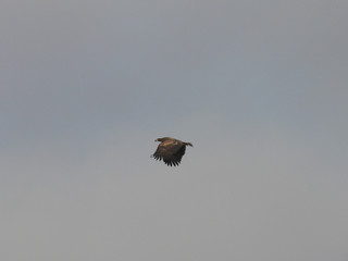 White-tailed eagle (Haliaeetus albicilla) in the North of Belarus