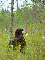 White-tailed eagle (Haliaeetus albicilla) in the North of Belarus